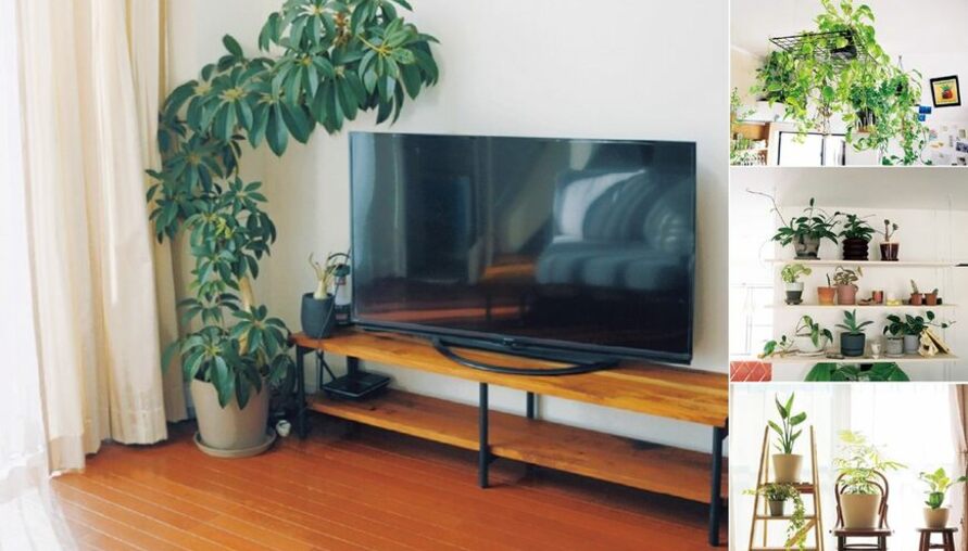 幫家換上「植」感「綠」鏡！觀葉植物尺寸與擺放全攻略