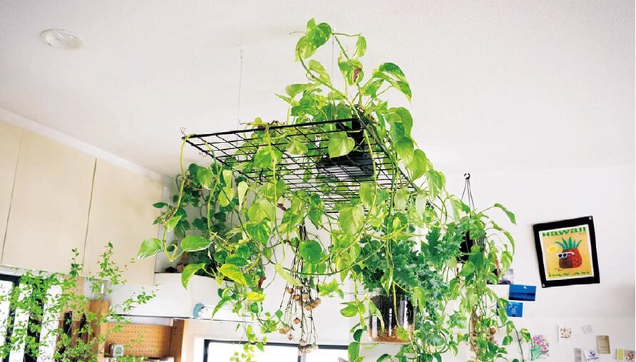 為什麼天天澆水還會死？觀葉植物的四季照顧攻略