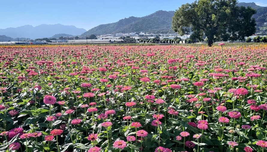 台中花毯節搭車有優惠！11/2起台中Go套票限量5折　公車、捷運效期內不限次數搭乘