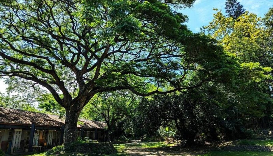 高雄新市鎮3期爭議　橋頭糖廠恐被60米道路切割 環團倡森林遊樂區保文化資產| M傳媒