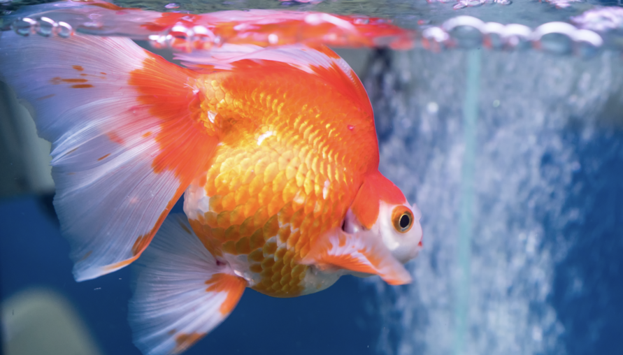 2025 魚缸擺放全攻略：客廳、財位禁忌與招財方位解析！