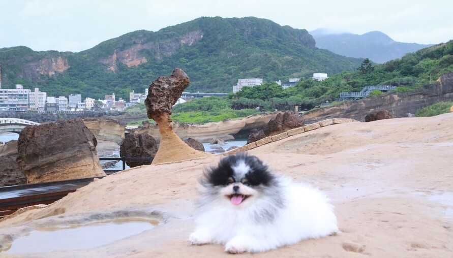 新北寵物好好玩，旅遊路線報你知