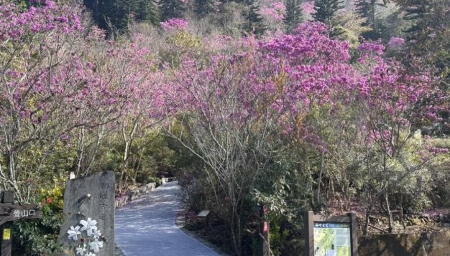 南市府推動楠西、玉井等山區經濟振興 邀請全國民眾春節走訪山城 感受不一樣的臺南風情