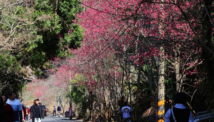 最美茶鄉櫻花季登場！信義草坪頭4,000棵櫻花迎賓 縣長許淑華邀您春節來南投賞花、泡湯、看燈會