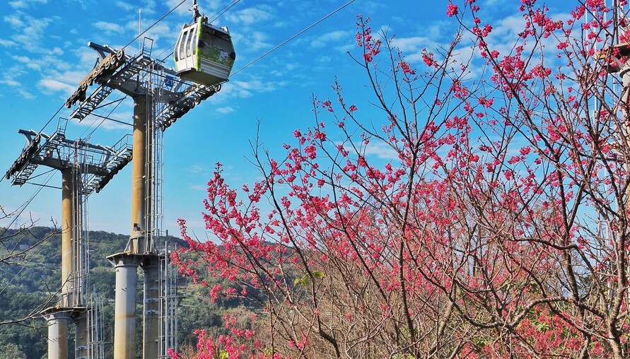 指南風景區櫻花初開，踏青祈福迎馬年