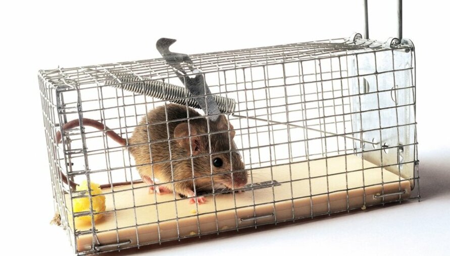 年節大掃除 落實3招不怕鼠！