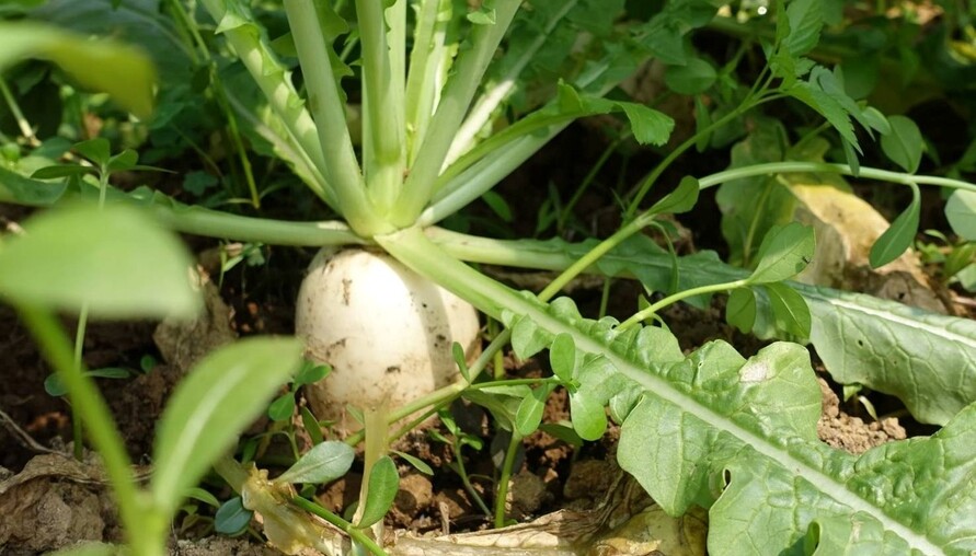 新春遊三芝拔好彩頭 3顆100元樂享食農趣