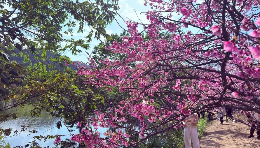 2026竹縣櫻花季即將登場 皮皮獅搶先公開「夢幻賞櫻地圖」