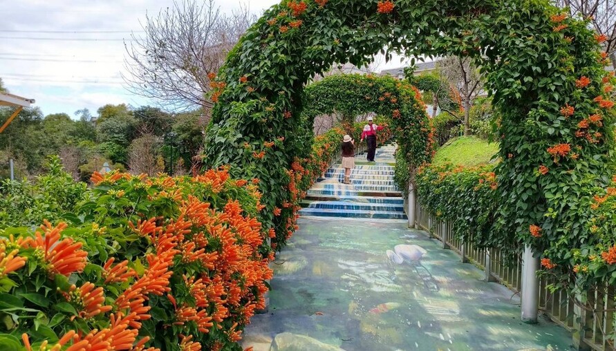 山櫻心花開 永吉公園換新裝 炮仗花接力綻放