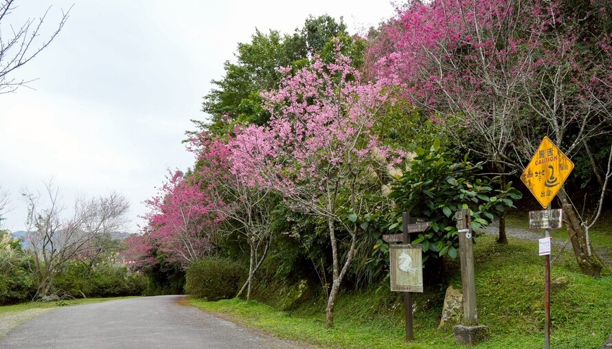粉櫻點綴山城　石碇二格賞櫻步道春意登場