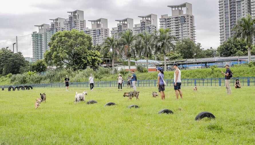 台灣10年新生兒砍半、貓口爆增327%，這個現況健康嗎？