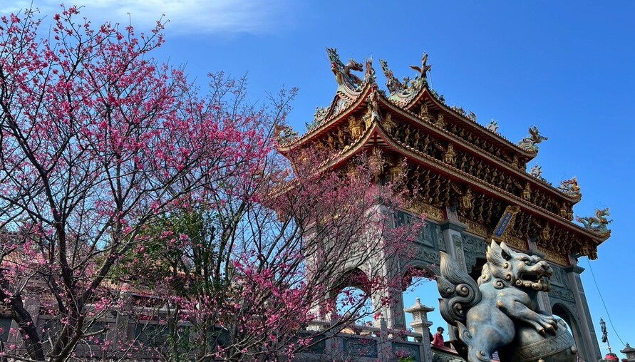 春暖花開迎好運　林口竹林山寺賞櫻祈福一次滿足