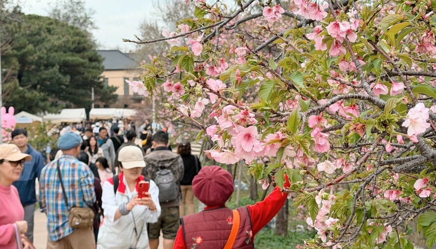2026新竹市賞花季首週吸引超過3萬人次　百年公園人氣暢旺 第二週精彩活動不間斷