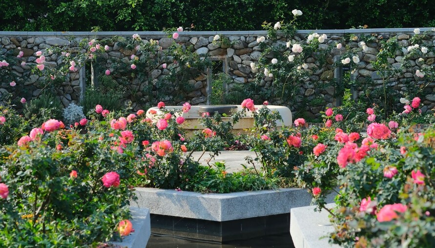 玫好時光在這裡! 臺北玫瑰展獻上賞玫大補帖