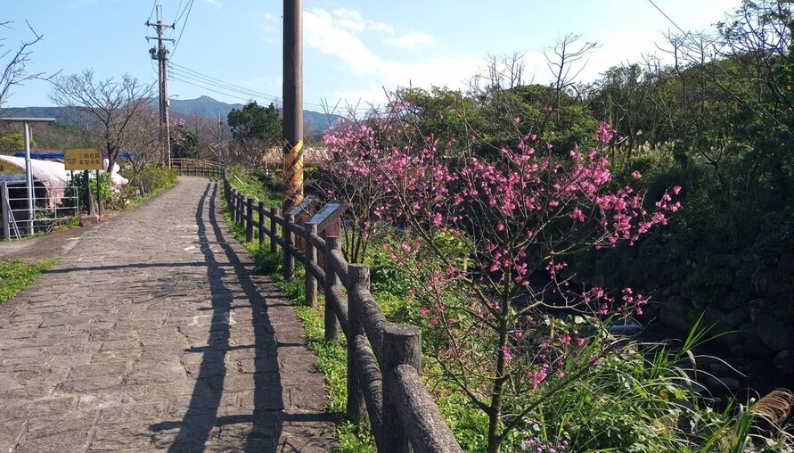 漫步淡水三芝粉色花海，走讀農再社區品嚐在地好物
