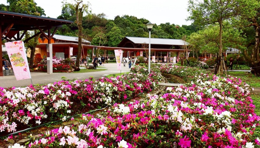 萬金杜鵑雙展區迎盛開 週末精彩活動接力登場