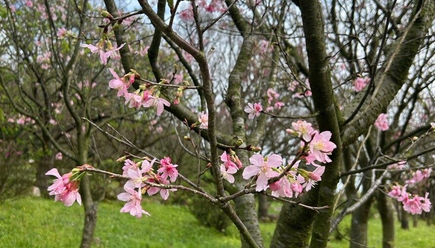 別等到花兒都謝了 陽明山花季即將倒數計時　