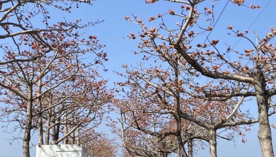 橘紅木棉花海迎春　將軍紅蘿蔔同樂會熱鬧登場