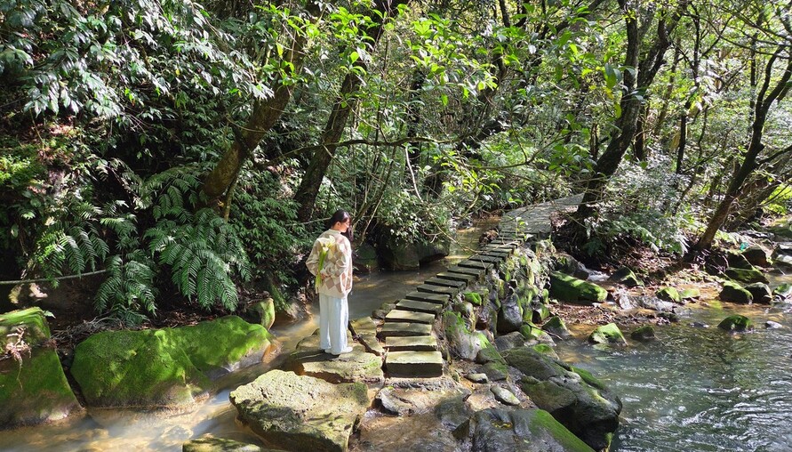 陽明山海芋季開跑！漫步純白花海與仙氣步道