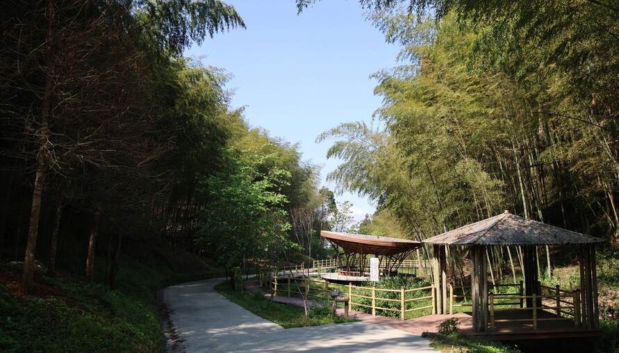 雲林南投聯手！草嶺石壁516公頃竹林，申請指定觀光地區，打造中部森林療癒新廊帶