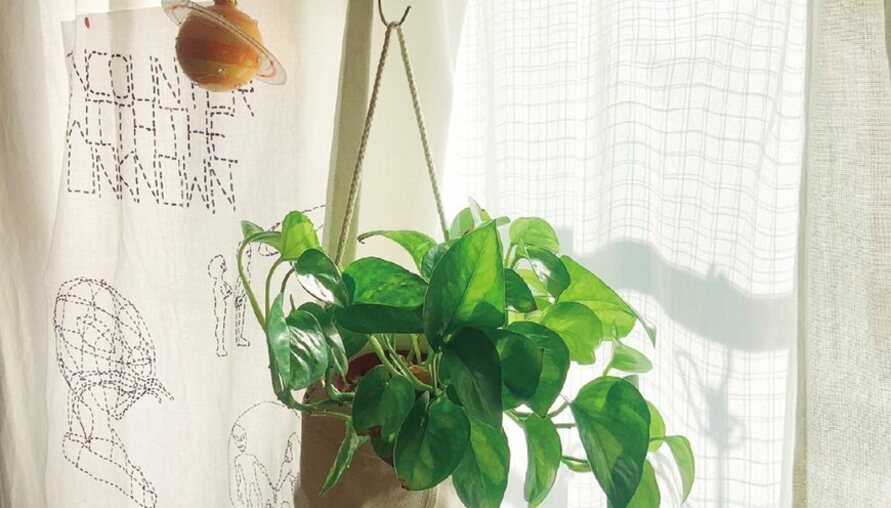 別再養死它！一次搞懂觀葉植物挑選＆擺設方法