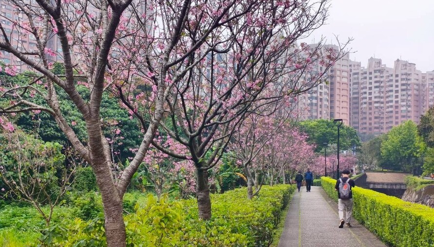 粉白花海迎春尾聲　把握淡水吉野櫻盛開時刻