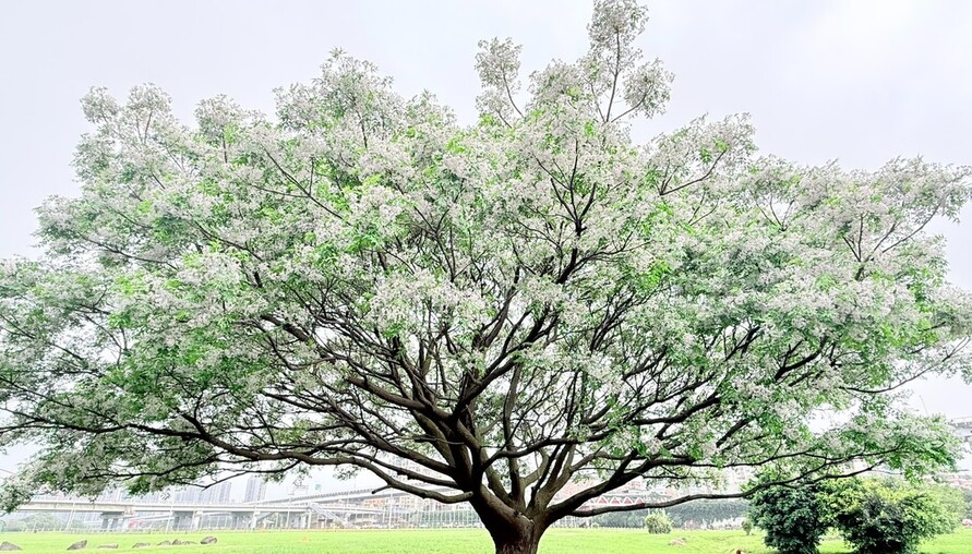 Threads 熱搜浪漫花海！新北河濱「苦楝花雨」限時盛開中