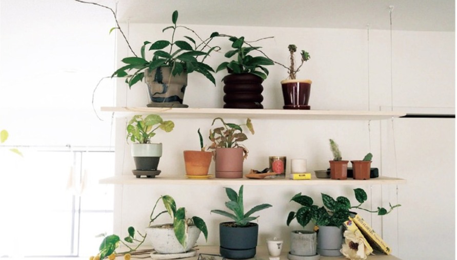 觀葉植物會開花嗎？在室內種得活嗎？日本專家解密室內植栽