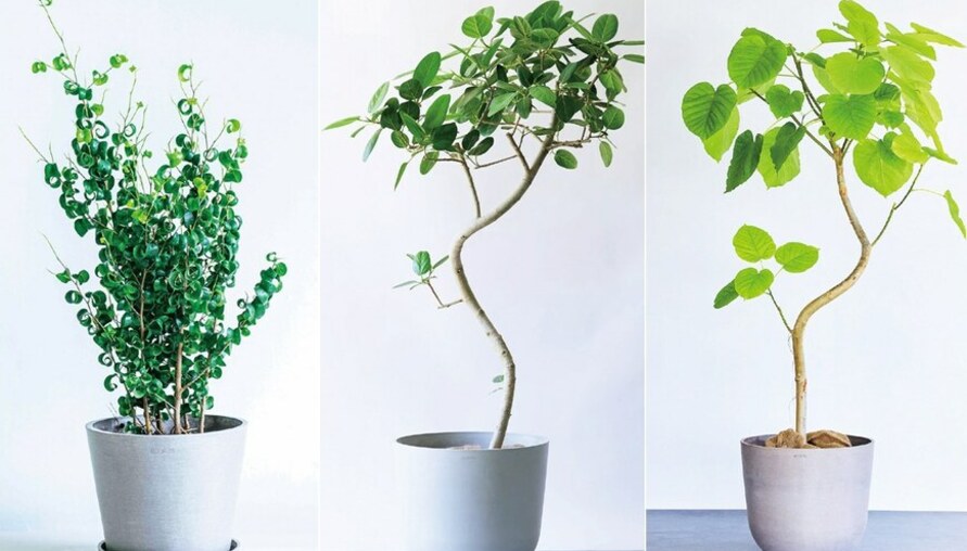 你家適合哪種大型觀葉植物？日本專家幫你依風格選配