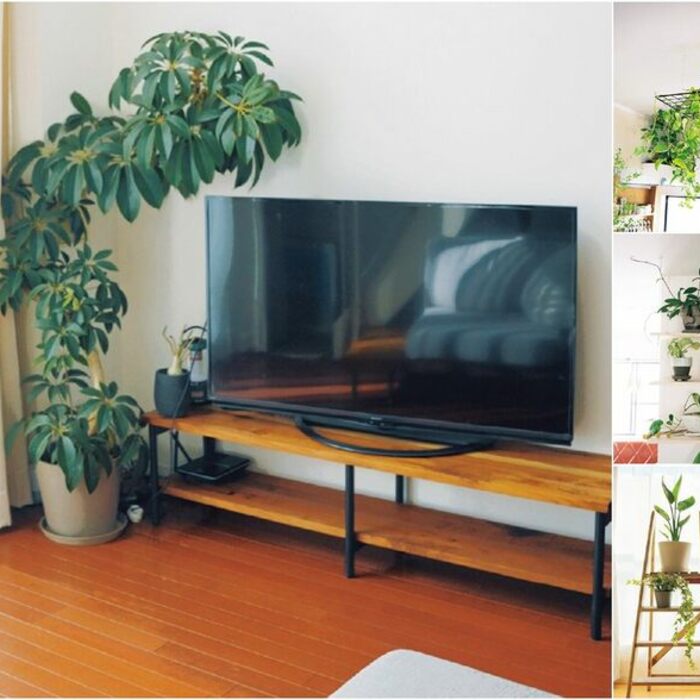 幫家換上「植」感「綠」鏡！觀葉植物尺寸與擺放全攻略