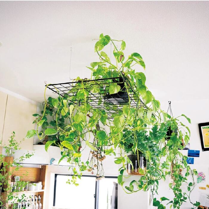 為什麼天天澆水還會死？觀葉植物的四季照顧攻略