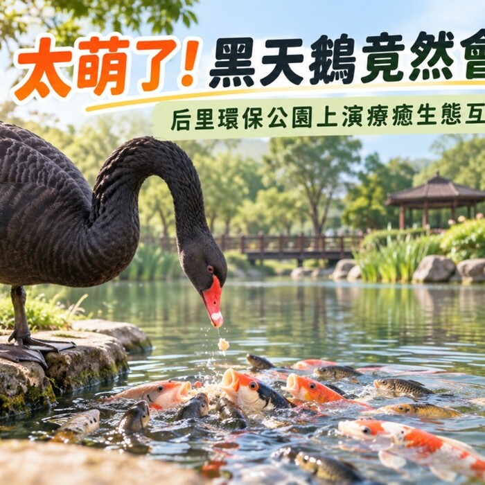 太療癒！后里環保公園黑天鵝竟會「餵魚」　超萌互動畫面成新亮點
