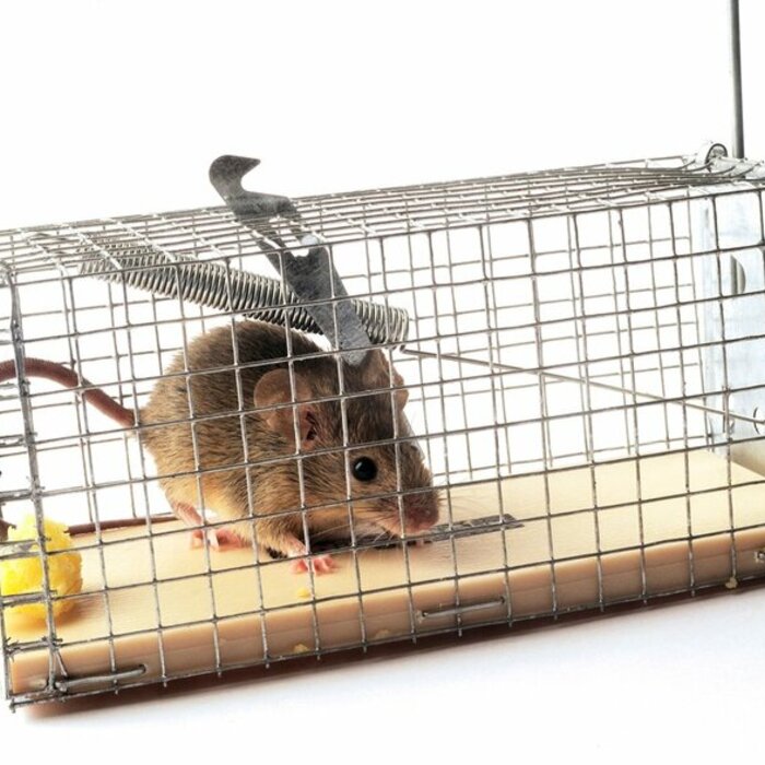 年節大掃除 落實3招不怕鼠！