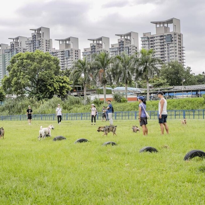 台灣10年新生兒砍半、貓口爆增327%，這個現況健康嗎？