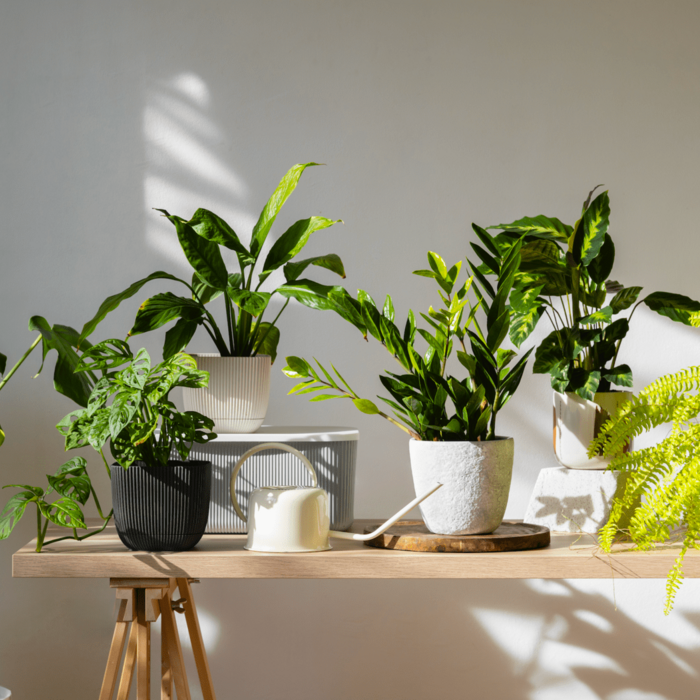 室內種什麼最開運？粗肋草風水擺放指南：淨化空氣兼招財納氣的綠色祕訣