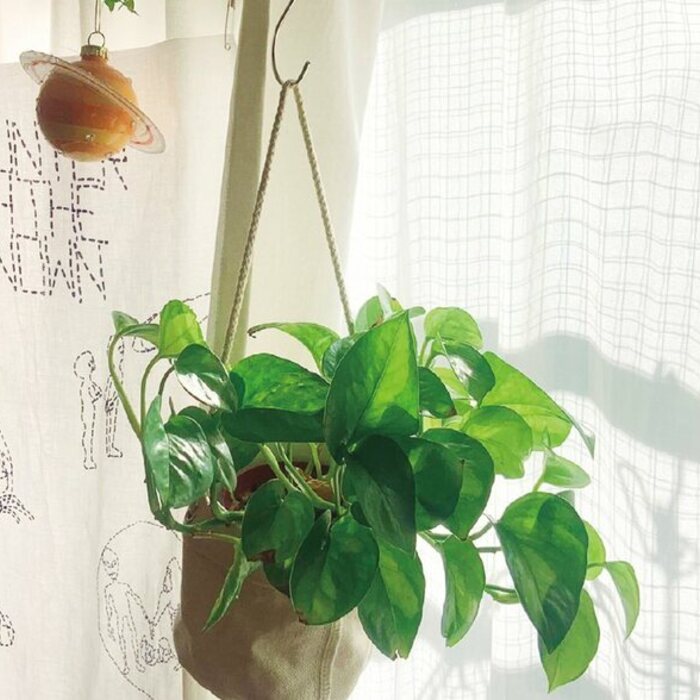 別再養死它！一次搞懂觀葉植物挑選＆擺設方法