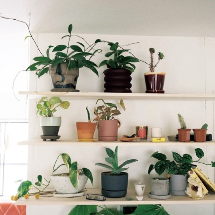 觀葉植物會開花嗎？在室內種得活嗎？日本專家解密室內植栽