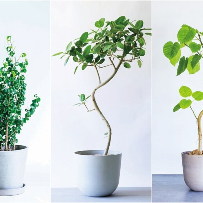 你家適合哪種大型觀葉植物？日本專家幫你依風格選配